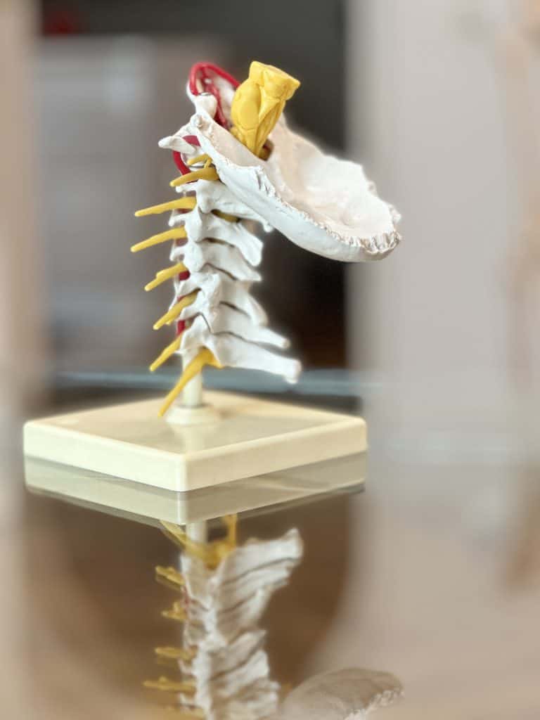3 d modell einer wirbelsäule